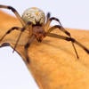 Brown Widow Spider