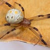 Brown Widow Spider