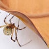 Brown Widow Spider