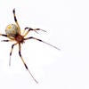Brown Widow Spider