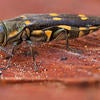 gold spotted oak borer