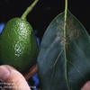 Avocado Thrips