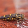 gold spotted oak borer