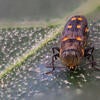 gold spotted oak borer