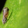 Asian citrus psyllid