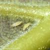 Avocado Thrips