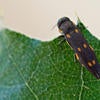 gold spotted oak borer
