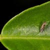 Asian citrus psyllid