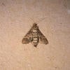 European Pepper Moth