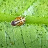 Asian citrus psyllid