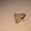 European Pepper Moth