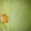 Asian citrus psyllid