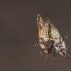 Asian citrus psyllid