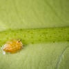 Asian citrus psyllid