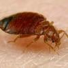 Bed Bugs