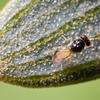 Asian citrus psyllid