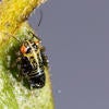 Tipu Psyllid