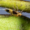 Tipu Psyllid