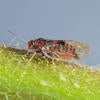 Tipu Psyllid