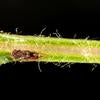Tipu Psyllid