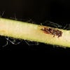 Tipu Psyllid