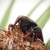 red palm weevil