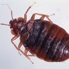 Bed Bugs