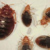 Bed Bugs