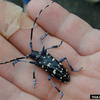 Asian Long-Horned Beetle