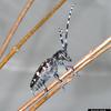 Asian Long-Horned Beetle
