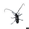 Asian Long-Horned Beetle