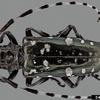 Asian Long-Horned Beetle