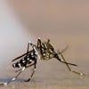 Asian Tiger Mosquito