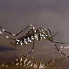 Asian Tiger Mosquito