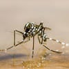 Asian Tiger Mosquito