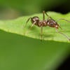 Argentine Ant