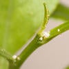 Asian citrus psyllid