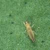 Avocado Thrips
