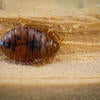 Bed Bugs