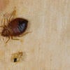 Bed Bugs