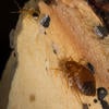 Bed Bugs