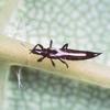Avocado Thrips