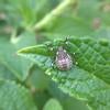 brown marmorated stink bug
