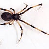 Brown Widow Spider