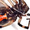 Brown Widow Spider