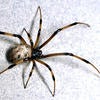 Brown Widow Spider