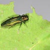 Emerald Ash Borer Adult