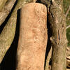 Emerald Ash Borer