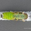 Ficus Leaf Rolling Psyllid