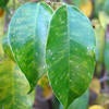 Ficus Whitefly